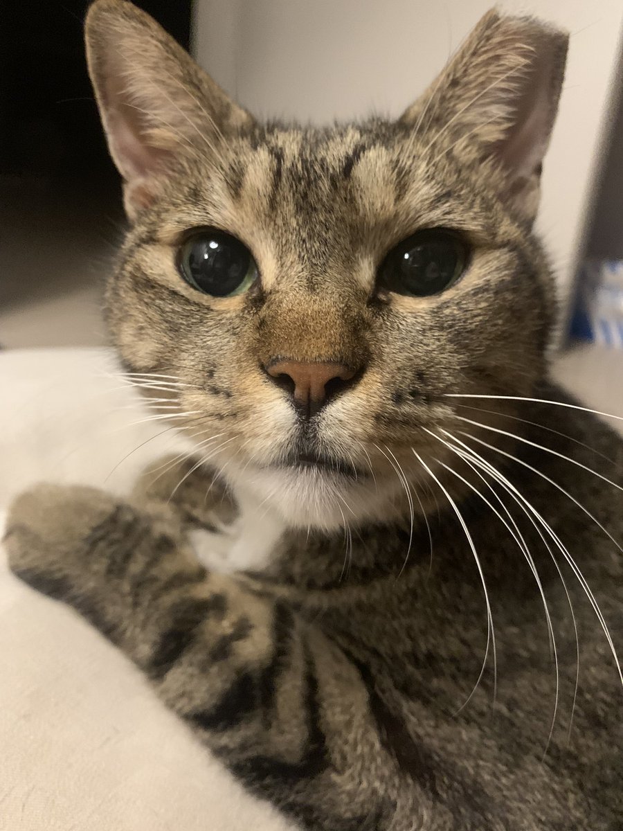 잠은 꼭 누나랑 함께,,, 
현대는 'ㅎㄷ아파트'에서 살던 녀석이라 현대입니다😄