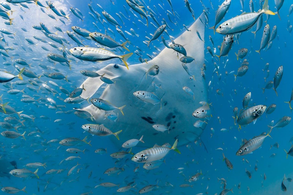 Western Australia tweet media