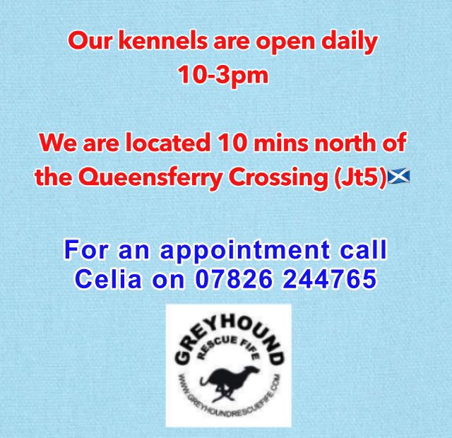 Re homing is slowing &amp;
the #Dogs need us more than ever. Black #Greyhound boys are often forgotten &amp; are last to be #Rehomed If U are ready to #Adopt a #Greyhound please call Celia 07826 244765. Please share to help spread the word abt our super #GRF dogs 🙏🏽#AdoptDontShop 🤞🏽🐾👏🏽