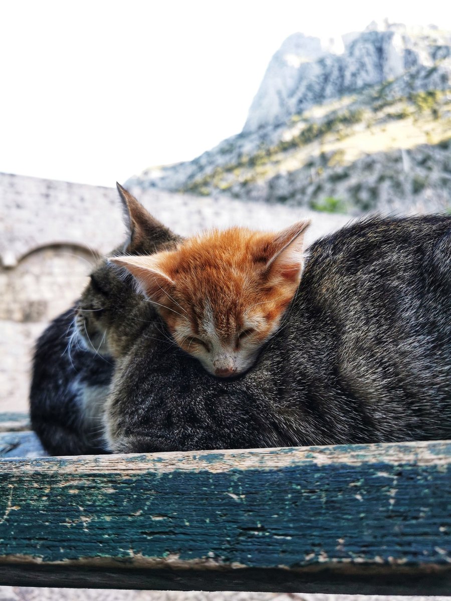 _100Countries's tweet photo. Kotor in Montenegro has a fascination with cats. And the cats are so confident, they pose for the camera, lounge on tourists knees lapping up the attention.  
Shopkeepers leave food out for them along the streets so they're all well fed and cared for 🥰
#Catsofkotor https://t.co/6kXfR63CZG