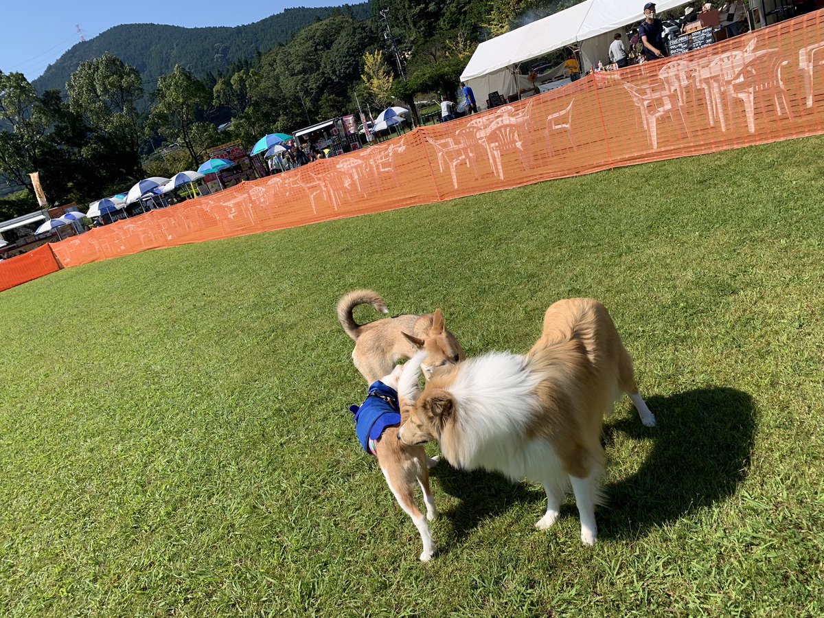 Stella_maipet's tweet photo. THE NUDGE ドギーフェス行きました🐕🐕‍🦺
いろんなワンちゃんと仲良く楽しく走り回り、美味しいものたくさん食べました✨
集合写真はギリギリでお尻向けちゃうかわいい愛娘♡
帰りは川で遊びました♪
#春野ふれあい広場
#THENUDGE
#DOGGYFES
#THERIVERSIDECAFE
#ドッグラン
#保護犬
#雑種 https://t.co/Anwllgf94u