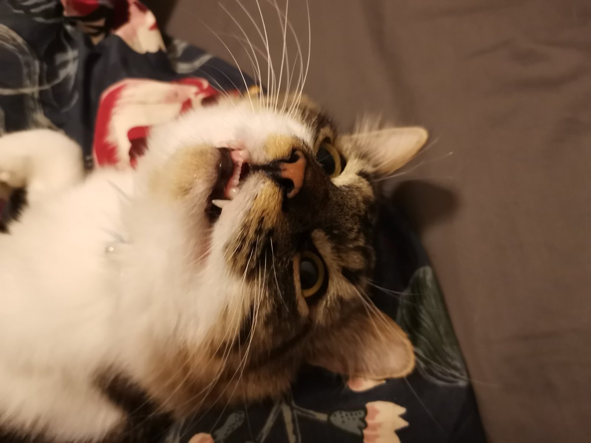 FenixPearl_'s tweet photo. Good morning! Have some teefs, courtesy of Gascoigne #CatsOfTwitter https://t.co/wiwmhkqI7o
