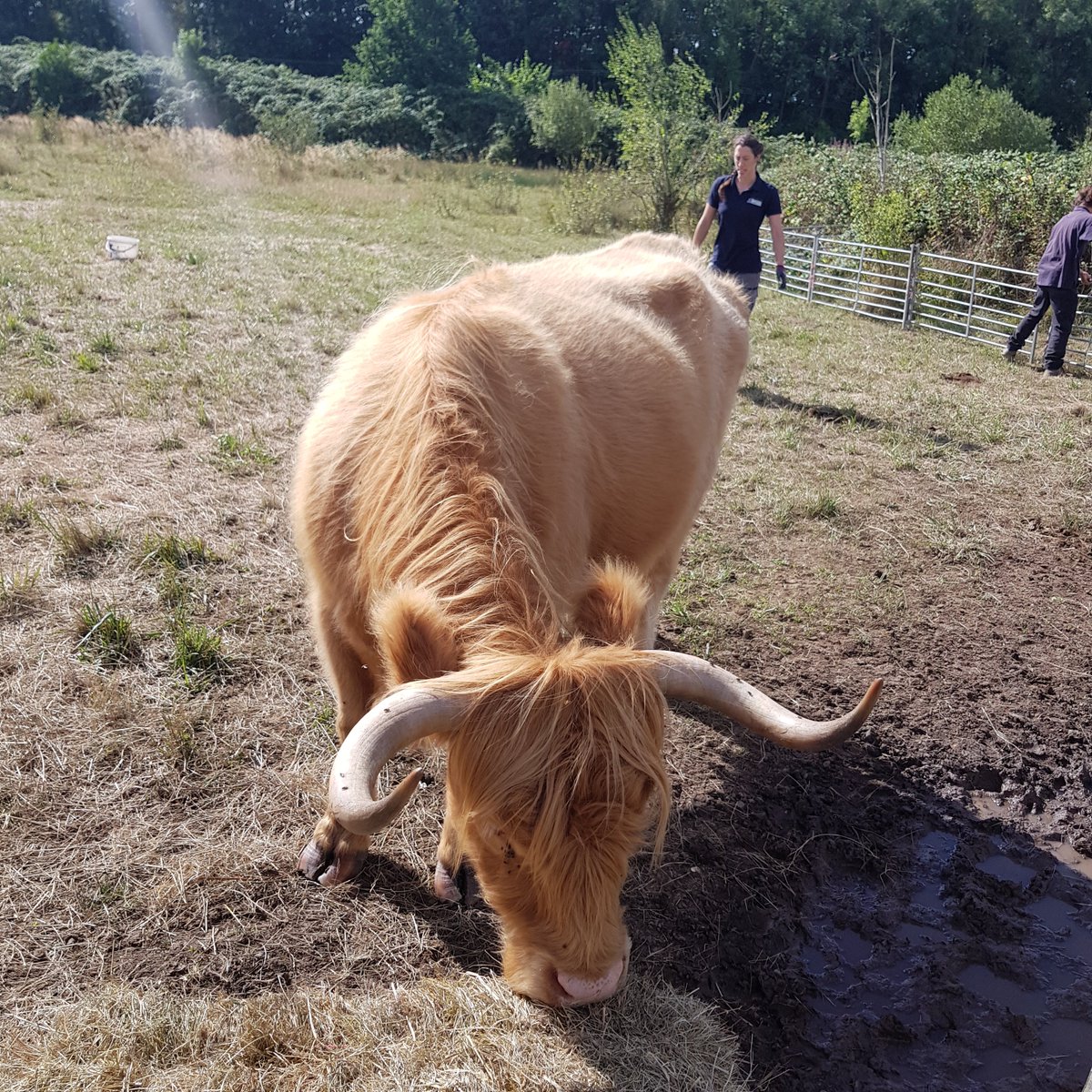working4nature's tweet photo. A few snaps from the trainees' introduction to #conservationgrazing with @DerbysWildlife livestock. Find out more about how conservation grazing and the 'living lawnmower' cattle and sheet help nature https://t.co/J9jO1uHI4u #landmanagement #nature #beef https://t.co/gpwUIfylOF