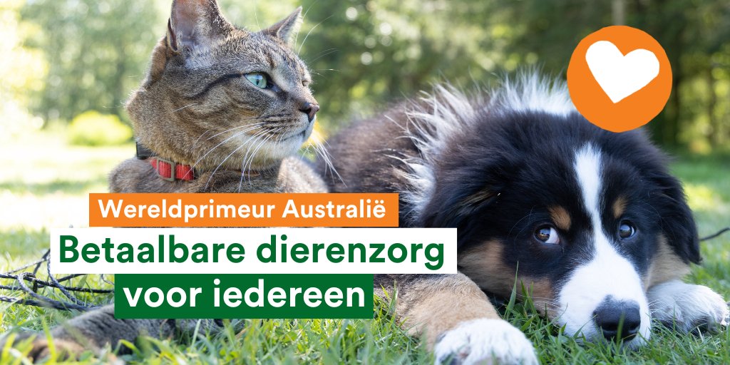 Party4Animals's tweet photo. 🍀Betaalbare #dierenzorg voor iedereen! Goed nieuws voor huisdieren, wilde dieren én dierenartsen, dankzij zusterpartij @animaljusticeAU
👉https://t.co/f0YC6G8hVK
Ook in NL wil @PartijvdDieren 0% btw op dierenzorg + opvang wilde dieren door overheid.
#animalpolitics #zorg https://t.co/ls5dbqVlgD