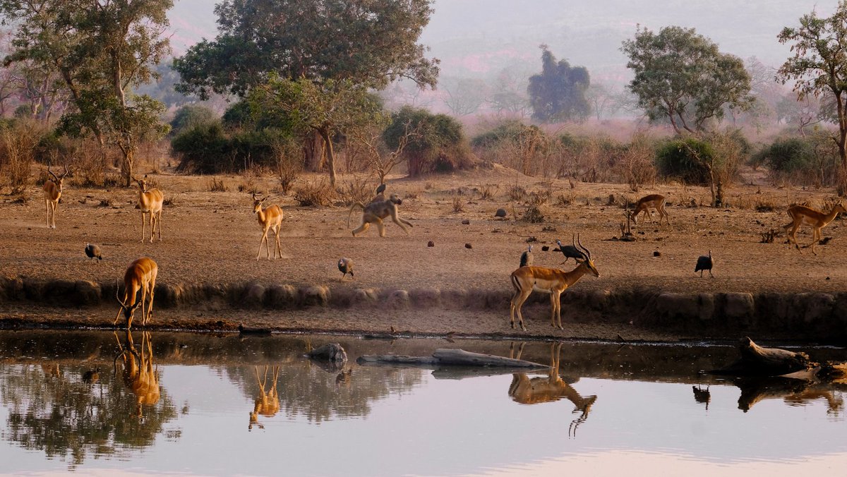 RoyalZambezi's tweet photo. A herd of impala group together, the only source of light they have comes from the half moon, illuminating them in a faint glow. https://t.co/Vyh5SfIM36