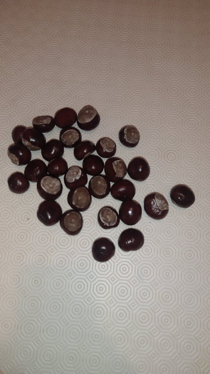 No one seems to collect conkers any more. When I was at school conker season was eagerly anticipated and fights could break out under trees over the best and biggest. But not anymore. Oh well, all mine then. Conkers anyone? No baking or vinegar allowed.