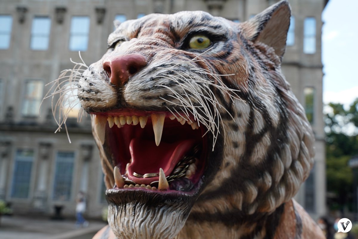 varsitarianust's tweet photo. GET THAT BAG, TIGER! 😅

LOOK: The new tiger statue at the Plaza Mayor has seemingly become a wishing well for Thomasians this prelims week as test takers fill its mouth with coins.

Good luck with your exams, Thomasians!

(Photos by Joselle Marie B. Reyes/ The Varsitarian) https://t.co/16ZuKFaaWD