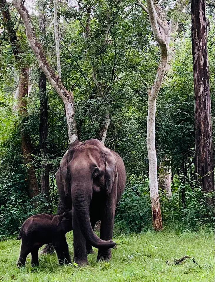 RahulGandhi's tweet photo. A mother’s love. 

I felt so sad to see this beautiful elephant with her injured little baby fighting for its life. https://t.co/65yMB37fCD