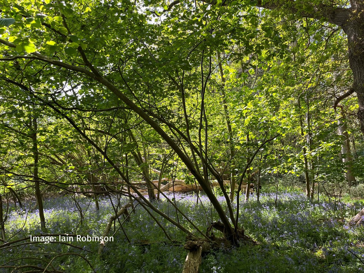 The #NorwichWesternLink road will destroy vital wildlife habitats, including #AncientWoodland and #VeteranTrees🌳

The Government must focus on delivering for #NaturesRecovery, not habitat destruction.

Respond to the consultation at bit.ly/3R8XtRE