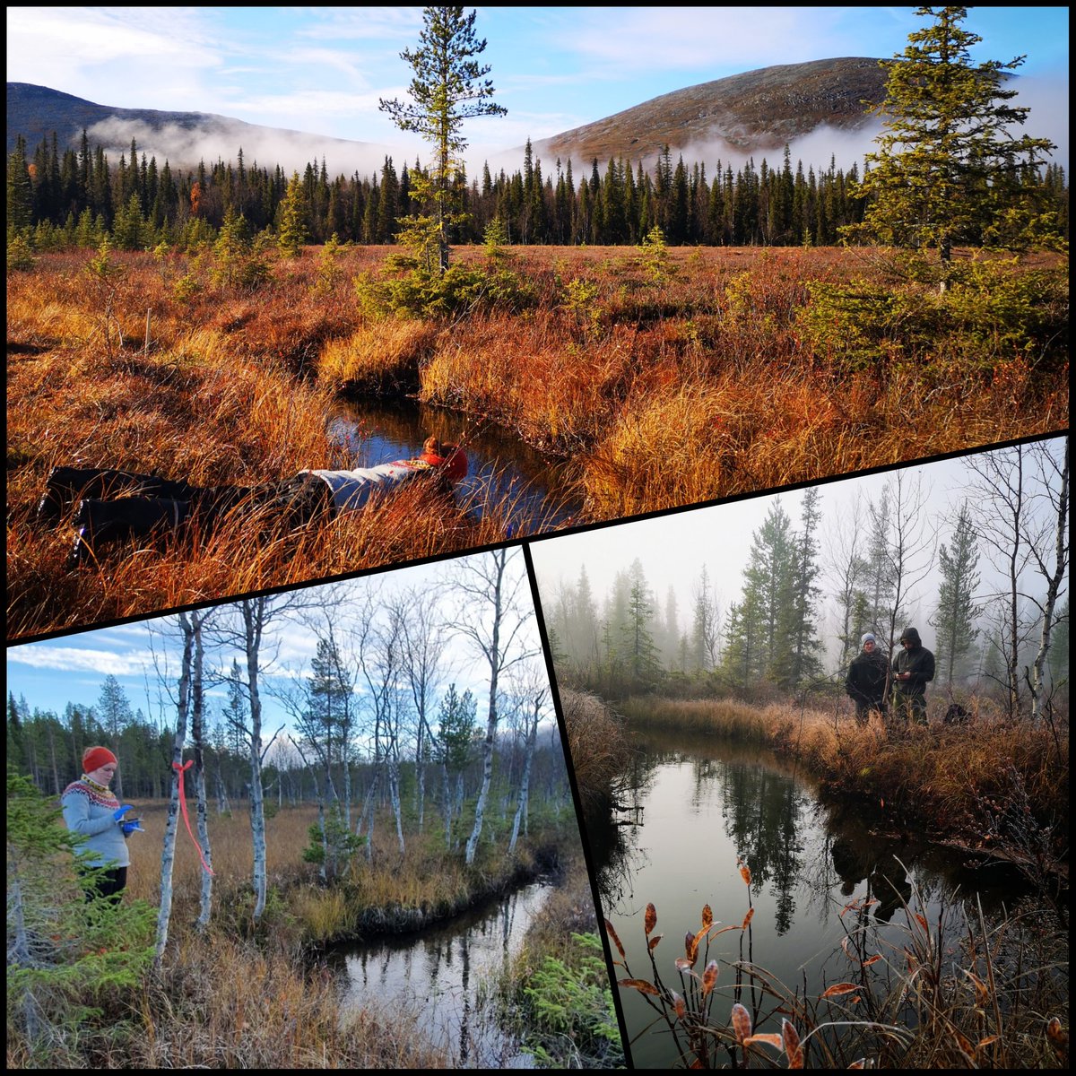 First samples collected from #PallasEcosystemSupersite for our newly launched <a href="/SuomenAkatemia/">Suomen Akatemia | Research Council of Finland</a> consortium project CWI- #Carbon-#Water Interactions in a changing #Arctic catchment!  Beautiful sites 😍 Amazing weather 😎

<a href="/UniOulu/">University of Oulu</a> @FMIclimate <a href="/helsinkiuni/">University of Helsinki</a>