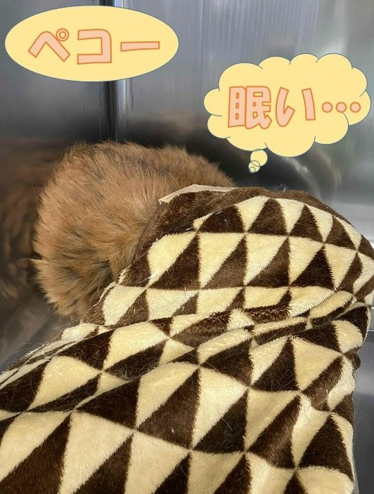 出たくない 最近は朝晩涼しい日が増えてきましたね これから寒くなってくると ペコーのようにふとんから出られない人が増えそうですね 譲渡動物 情報はこちら 川崎区 川崎区民ニュース