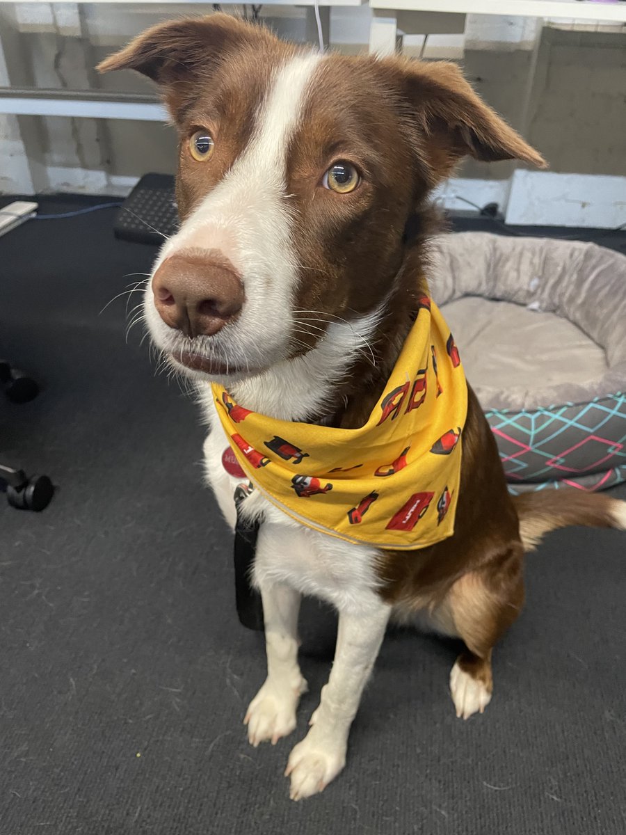 Murphy is looking pawfect in his new Hilti bandanna 🐶👏 🛠🧰 A big thanks to #HiltiAustralia who are on board as our Major Bandanna Day partner - helping us build a better future for young people impacted by cancer 💚bit.ly/3y0IJh3