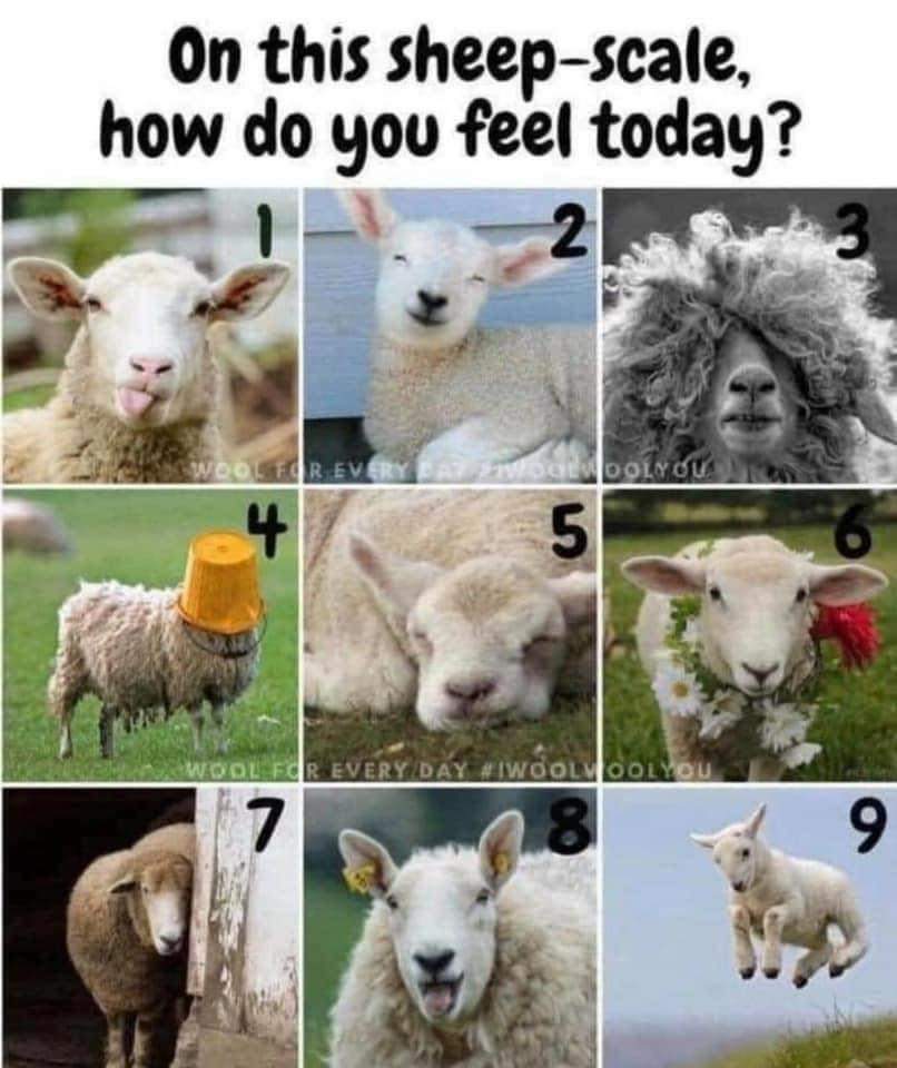 freewooly's tweet image. #Sheep #SheepHumor