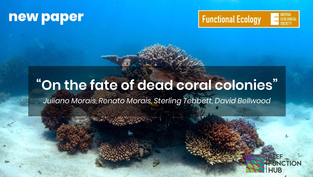Reef Function Hub (@reeffunctionhub) on Twitter photo 🪸🪦🧟What happens to corals after death?
New 🌟Open Access🌟 paper in <a href="/FunEcology/">Functional Ecology</a>!
It's the newest work by our PhD student Juliano Morais.
To find out more, read on 🧵⬇️, or find the paper here:
doi.org/10.1111/1365-2…
<a href="/JulianoBi0/">Juliano Morais</a>, <a href="/RenatoAMorais/">Renato Morais</a>, <a href="/SB_Tebbett/">Sterling Tebbett</a> 🪸🪦🧟What happens to corals after death?
New 🌟Open Access🌟 paper in <a href="/FunEcology/">Functional Ecology</a>!
It's the newest work by our PhD student Juliano Morais.
To find out more, read on 🧵⬇️, or find the paper here:
doi.org/10.1111/1365-2…
<a href="/JulianoBi0/">Juliano Morais</a>, <a href="/RenatoAMorais/">Renato Morais</a>, <a href="/SB_Tebbett/">Sterling Tebbett</a>