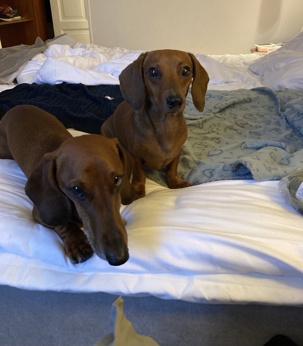 FranskMat's tweet photo. Frukost, hotellfrukost. A chacun son goût. #minisemester #sharing is caring #dogsoftwitter #teckels #petitdejeuner https://t.co/PprlMxMRM6