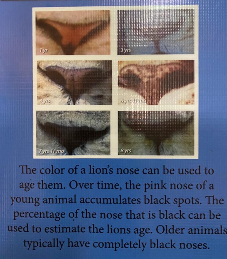 TrekkingTimmy's tweet photo. Did you know!
You can tell the age of a lion by the colour of its nose. When lions are born and young their noses are pink, as they grow up they get black spots on their noses and eventually it completely turns black. #Lions #wildlife #safari https://t.co/1lF74JosXQ