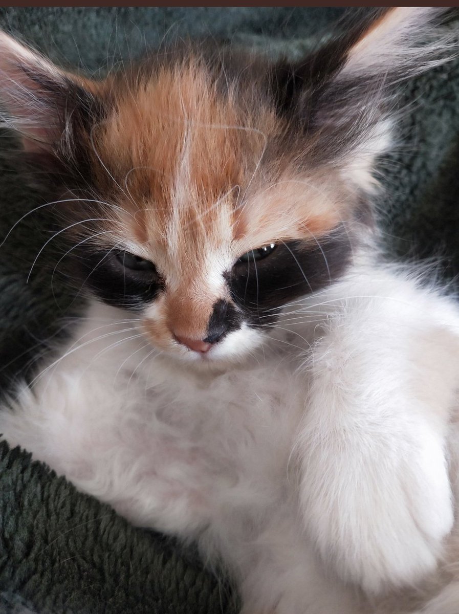 Nannn amma dediwkodumusu yaptınısss #kedi de #kedi atacam çırmı awzınıza o olcak 😾 #cat