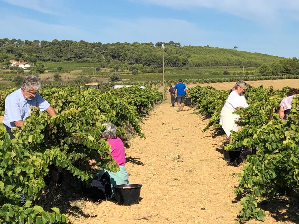 dshwine's tweet photo. vendanges et autres nouvelles - https://t.co/iDeBZuafcL https://t.co/F1SzJo8djv