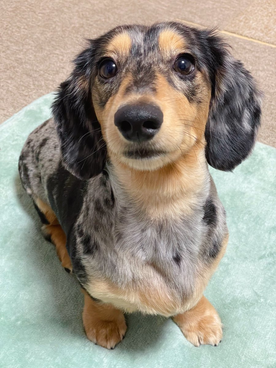 今日もいつものノエルくん🐶