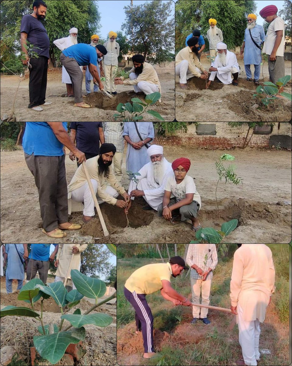 On the birth ocassion of Shaheed Ae Azam Bhagat Singh ji, Beerh volunteers planted trivani (3 plants Neem Bohad Peepal together) at gurudwara sahib of village khilchia Faridkot. Gurudwara committee took responsibility to take care of these saplings. #SaveSoil #GoGreen