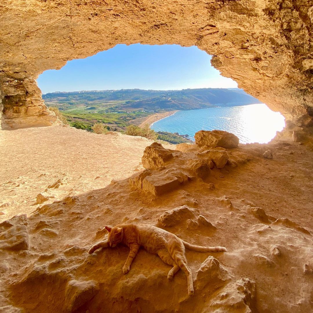 The beautiful Mixta Cave, featuring a popular furry friend 😻 Photo 📸: boo.cie on instagram.com/p/Cg6_QJDqoj_ To learn more about Gozo, visit: visitgozo.com #Gozo #Malta #VisitGozo #Travel #Sea #View #Cave #Scenery #Nature