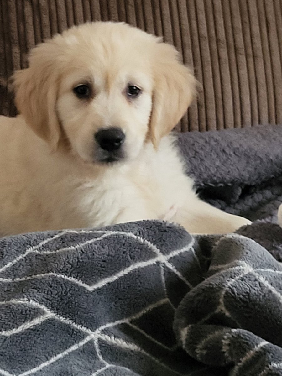 MichelleQueux's tweet photo. New addition to our family! Such a minx but so funny....!! https://t.co/Njv4vQIPxJ