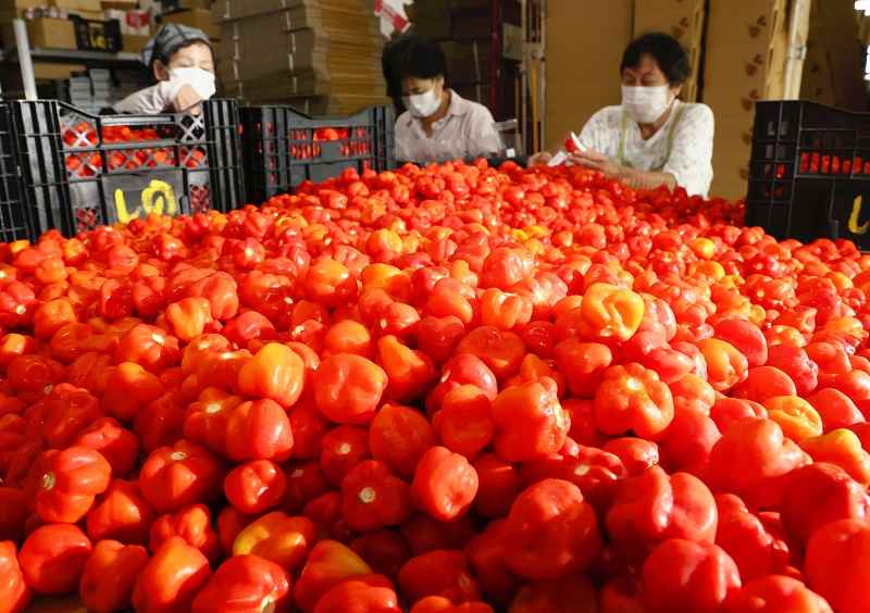 The_Japan_News's tweet photo. Kyoto-grown habaneros shipping out https://t.co/oF1yfiT76D https://t.co/9VHY9jOIcz