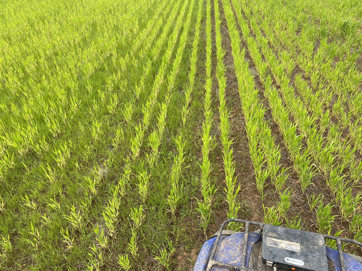 IMAG_Consulting's tweet photo. Ignoring the growth stage and overall state of the crop (😉), #Mateno is performing admirably under the highest possible pressure in this field. Not hard to pick the missed strip. https://t.co/Nn9WYka7zc