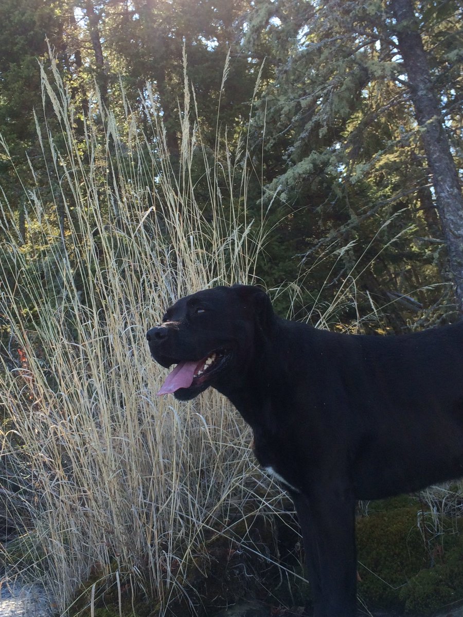 Sure gonna miss you girl, I’ll see you on the other side waiting with yourtail wagging. #Bestbuds