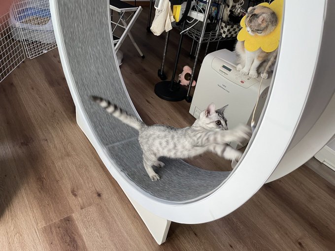 めちゃくちゃ遊んでて草 