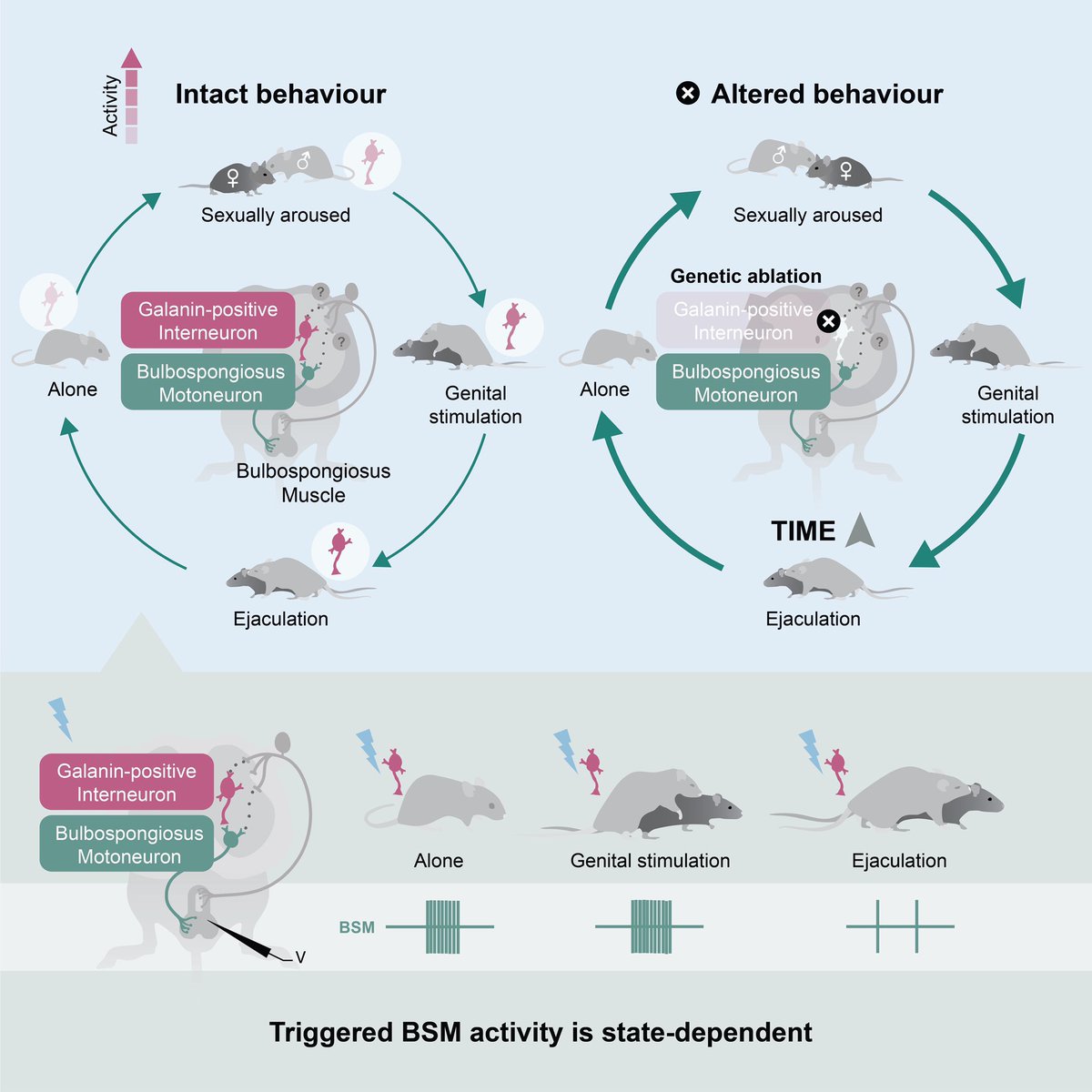 Constanze Lenschow tweet media