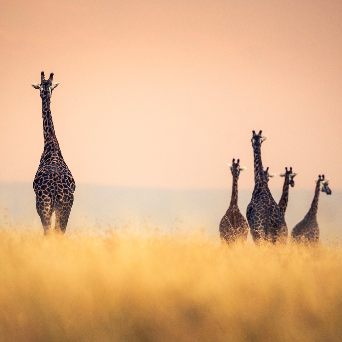 OlarroK's tweet photo. Meet and greet these towering animals in every corner of Olarro Conservancy.
#privateconservancy #luxurysafari #safarikenya #travelafrica #wildlifeafrica #masaimara #privatesafari #mara #kenya #adventure #africa #safarilodge #africansafari #olarrolodge #olarroplains https://t.co/nwR1FqMr0z