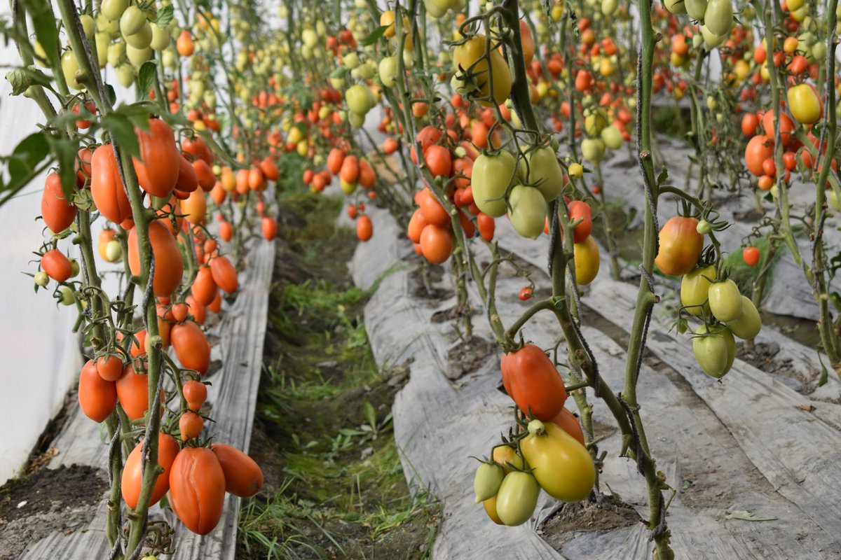 ETIGB2's tweet photo. Shimshal a Vallely of Gojal Tehsil in Dist Hunza,  borders with China, lies at altitude of 10,200 feet above sea level. ETI-GB established farmers agriculture coop society, introduced vertical farming for off season vegetable, tomato, for the first time in village. 1/2 https://t.co/KdKTay0Ok1