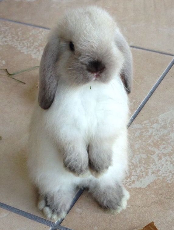 RabbitEveryHour's tweet photo. https://t.co/XKWCZ5B4IN