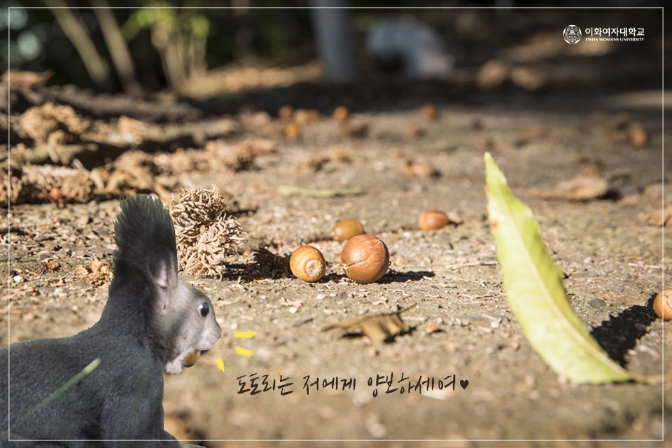 Don't pick up acorns! Give it to the animals!🐿 #squirrelbeot_FoodProtector #AcornBasket #Beotcares #TherealBeginningofAutumn #squirrel #EWHA #UNIV 이미지