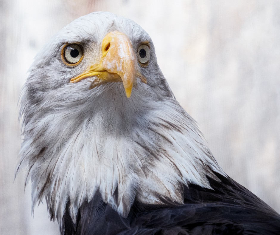 Eyes on the prize... Today's request: show us your photos of birds of prey ↓ 📷 alissa 01 | See it on MyOlympus → bit.ly/3DZhRSw OM-D E-M1X M.Zuiko 40-150mm F2.8 + MC-20 1/1250s | F6.3 | ISO 2000 #WingedWednesday