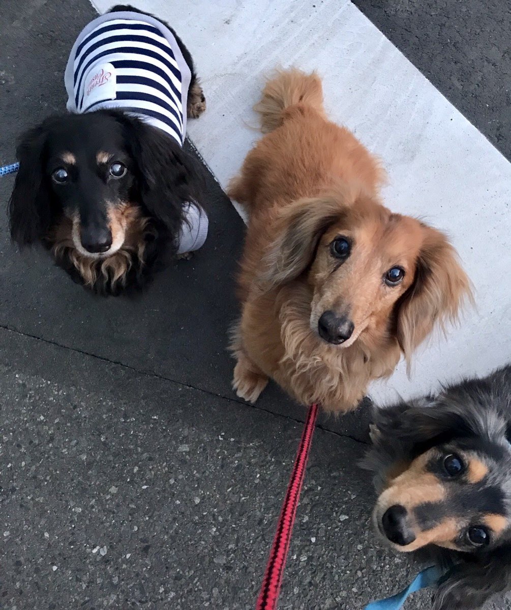 #ジアイーノ保護犬猫プロジェクト 

バッチリカメラ(オヤツ🤣)目線のムー&amp;葵ちゃん&amp;カナンちゃんで応援📣