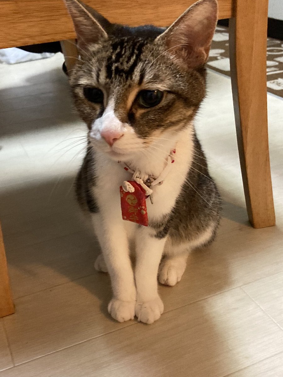今日病院で肝臓ガンと診断された。ガンは3つ以上確認された。これから毎日レオ君が生きた証を残すために記録をつけることにした。いまはすごく元気だけど、これからどうなるかわからない。少しでも長く生き一緒にいられますように。