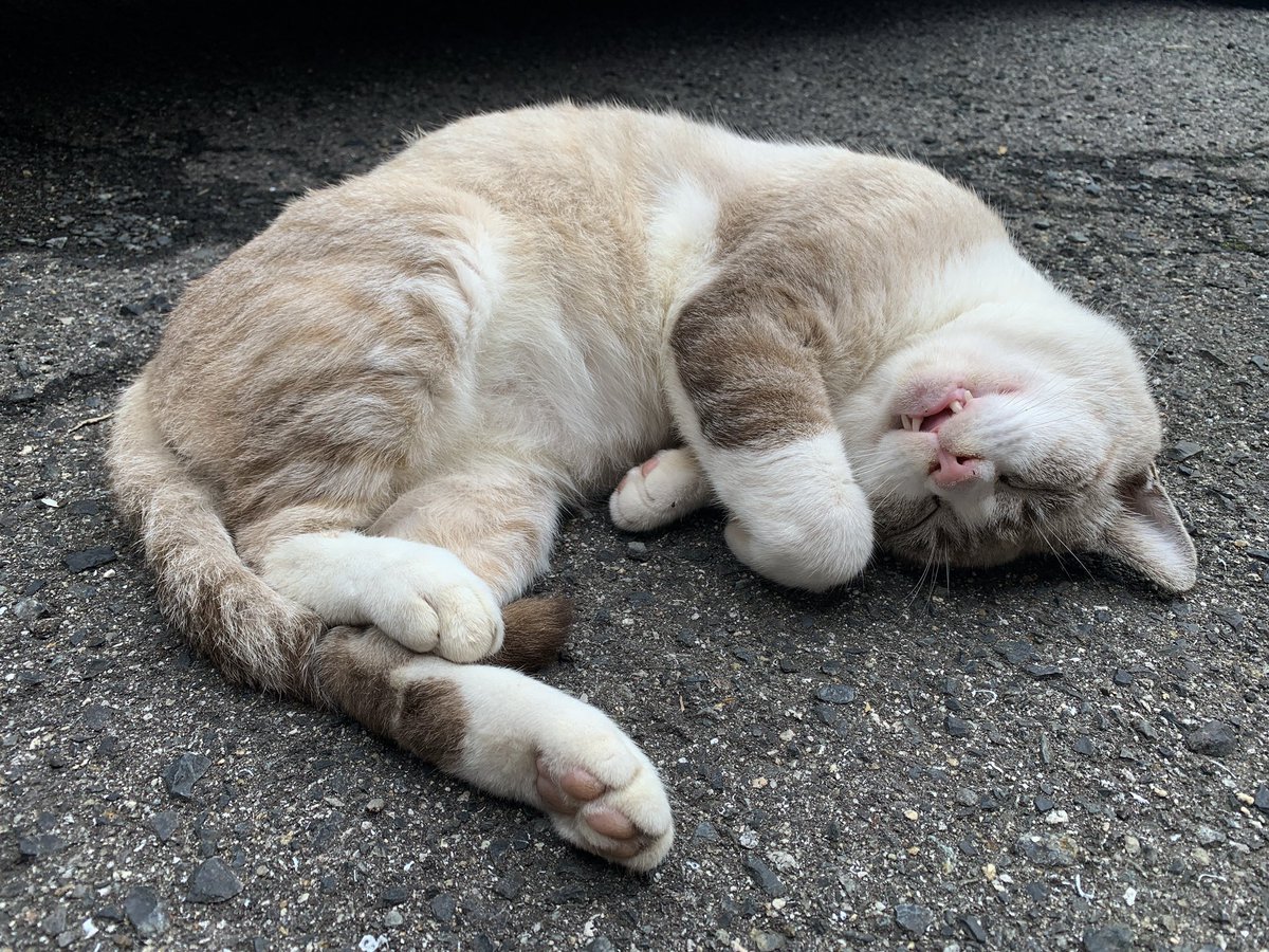 icdttto1224's tweet photo. 今日のモドキ君

毎日毎日よく寝るなぁ😪

20221005

🐈‍⬛🐈🐈‍⬛🐈🐈‍⬛🐈🐈‍⬛🐈🐈‍⬛🐈
＃保護猫活動支援プロジェクト
＃CatHubProject
🐈‍⬛🐈🐈‍⬛🐈🐈‍⬛🐈🐈‍⬛🐈🐈‍⬛🐈

#尾道　#保護猫活動　#保護猫
#猫好き　#猫　#保護猫と暮らす
#猫好きと繋がりたい　#猫のいる暮らし https://t.co/2J1ATFVwro
