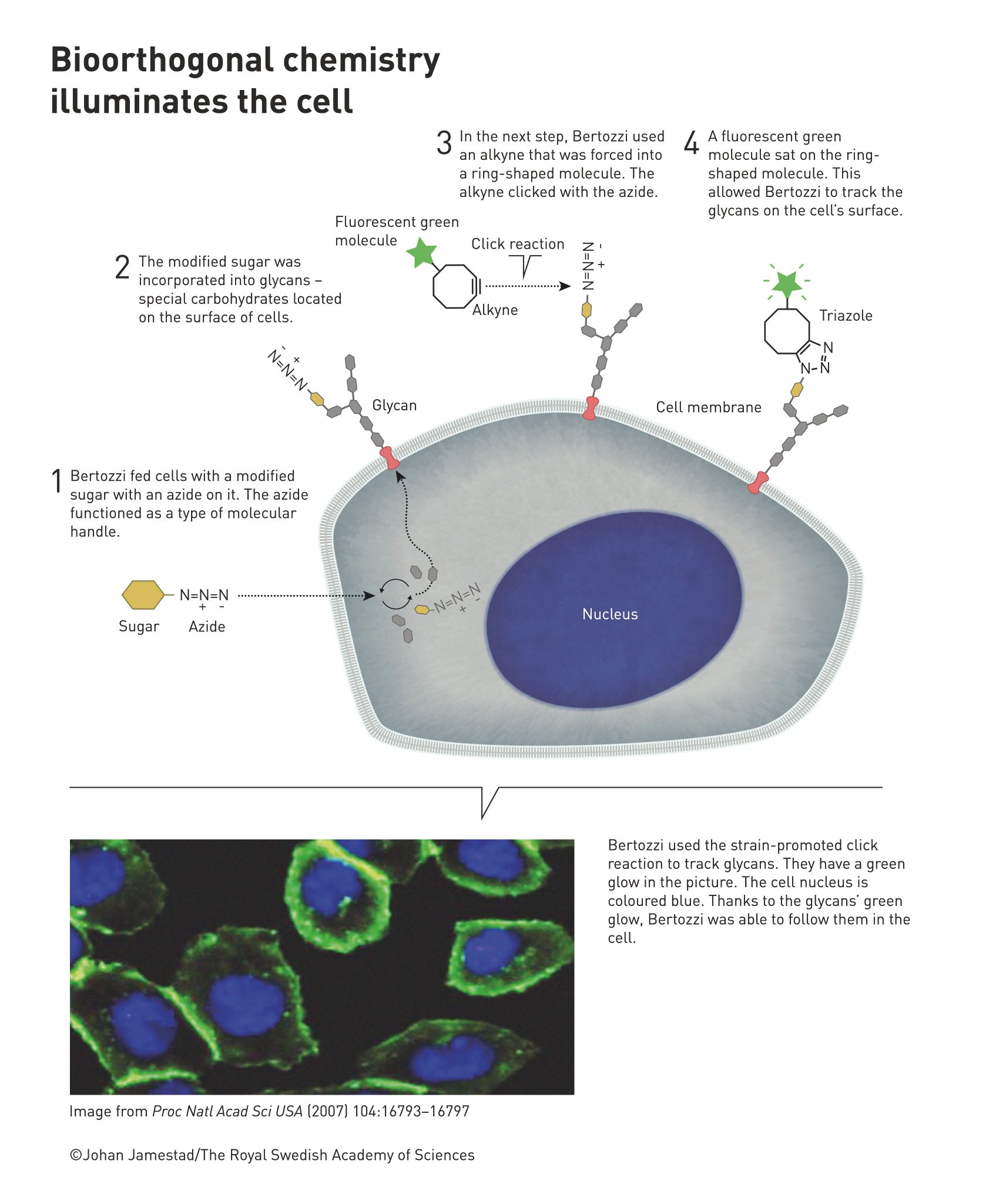 The Nobel Prize on Twitter 