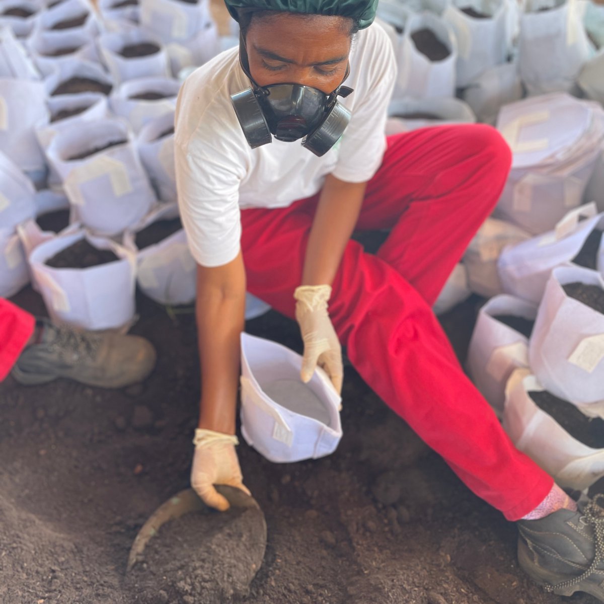 invegrow's tweet photo. Creating a healthy, organic, living soil. Only the best for our plants!👐🏾🌿
#cannabis #hemp #farmlife #Malawi #organiccannabis #livingsoil https://t.co/LDVzZqUPoP