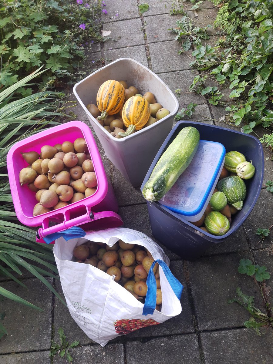 HermensMoestuin's tweet photo. Dit was de 75+ kg stoofperen oogst. Er is groot deel van verwerkt. 😀
#stew #stewpears #pears #pear #pearls #stoofperen #peren #stoofpeer #oogst #oogstseizoen #harvest #moestuinleven #moe #moestuin #tuinverenigingavereest #volkstuinverenigingavereest #volkstuin #dedemsvaart https://t.co/boyk67ecAa