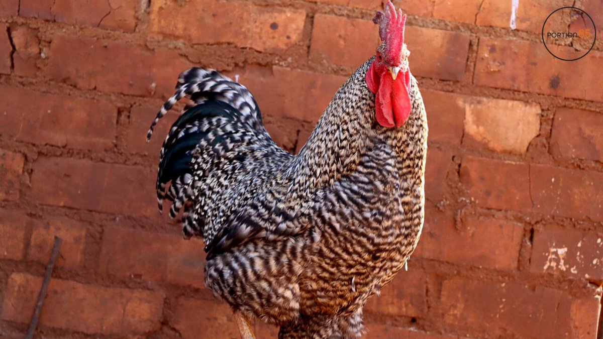 Portion85farm's tweet photo. For regular cooking or ceremonial use, Portion 85 carries a selection of chicken breeds.
Contact us at info@portion85.co.za if you're interested in buying chickens.
#portion85 #chickens #backyardchickens #chicken #hens #farmlife #poultry #petchickens #hensofinstagram #eggs https://t.co/JCc5AIPh7o