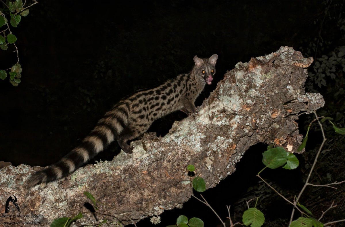 Genetta genetta
#mammals #photo #nightphotography #iberianwildlife #photographer #photooftheday #SantaElena #pndespeñaperros #Andalucia #canonphotography