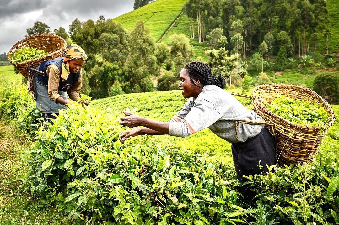 Suku_Chai's tweet photo. TeaForShe Project.
#SukuChai
#TeaForSheProject https://t.co/ytYN9WEDqg
