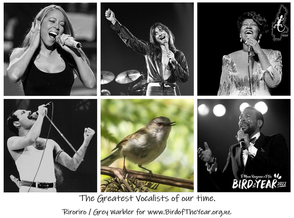 Mariah. Steve. Aretha. Freddy. Marvin.  
They had some pipes, sure.  But I reckon I can hold my own.  
.
#GreyAllDay 
#DontStopBelieving 
#LetsGetItOn 
<a href="/Forest_and_Bird/">Forest & Bird</a> #BOTY2022