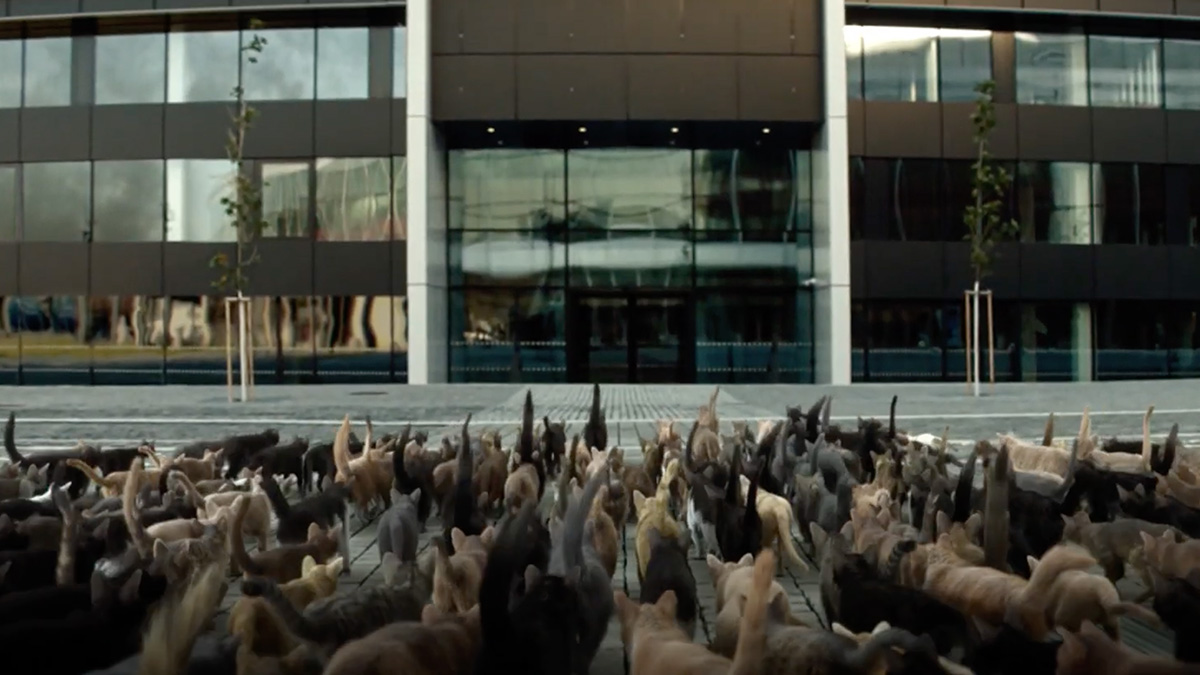 Eslogan Magazine on Twitter "Los gatos se rebelan en el divertido