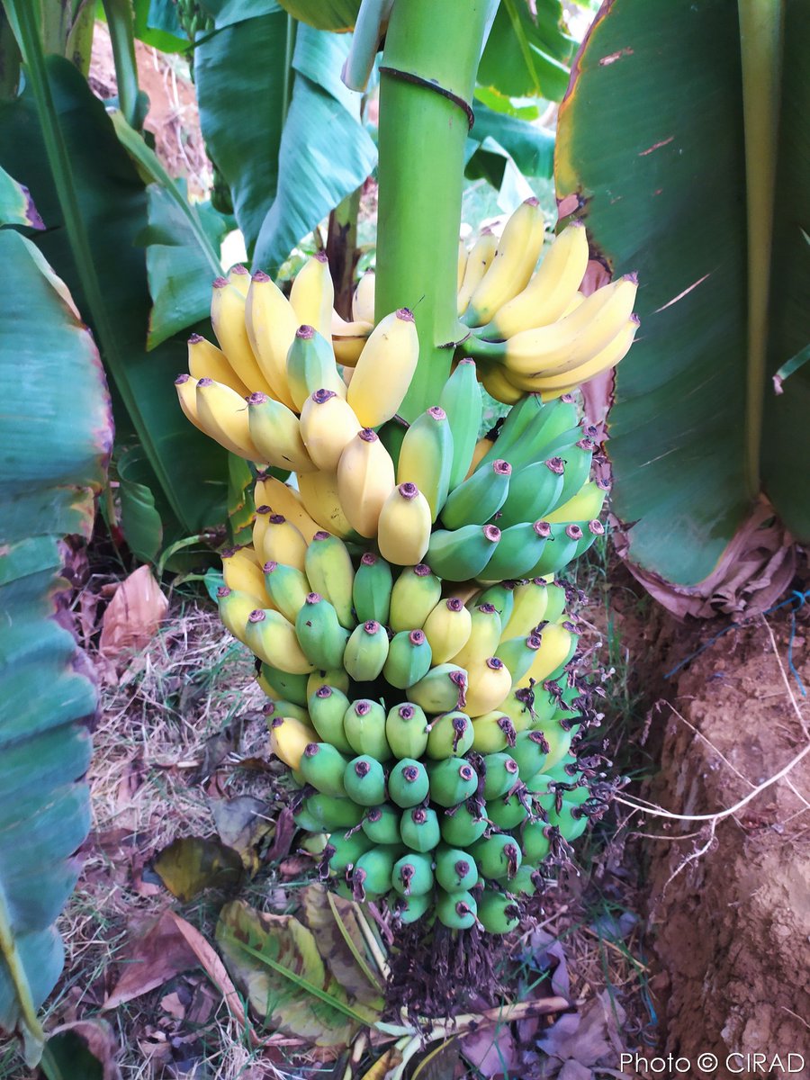 Christophe Jenny tweet media