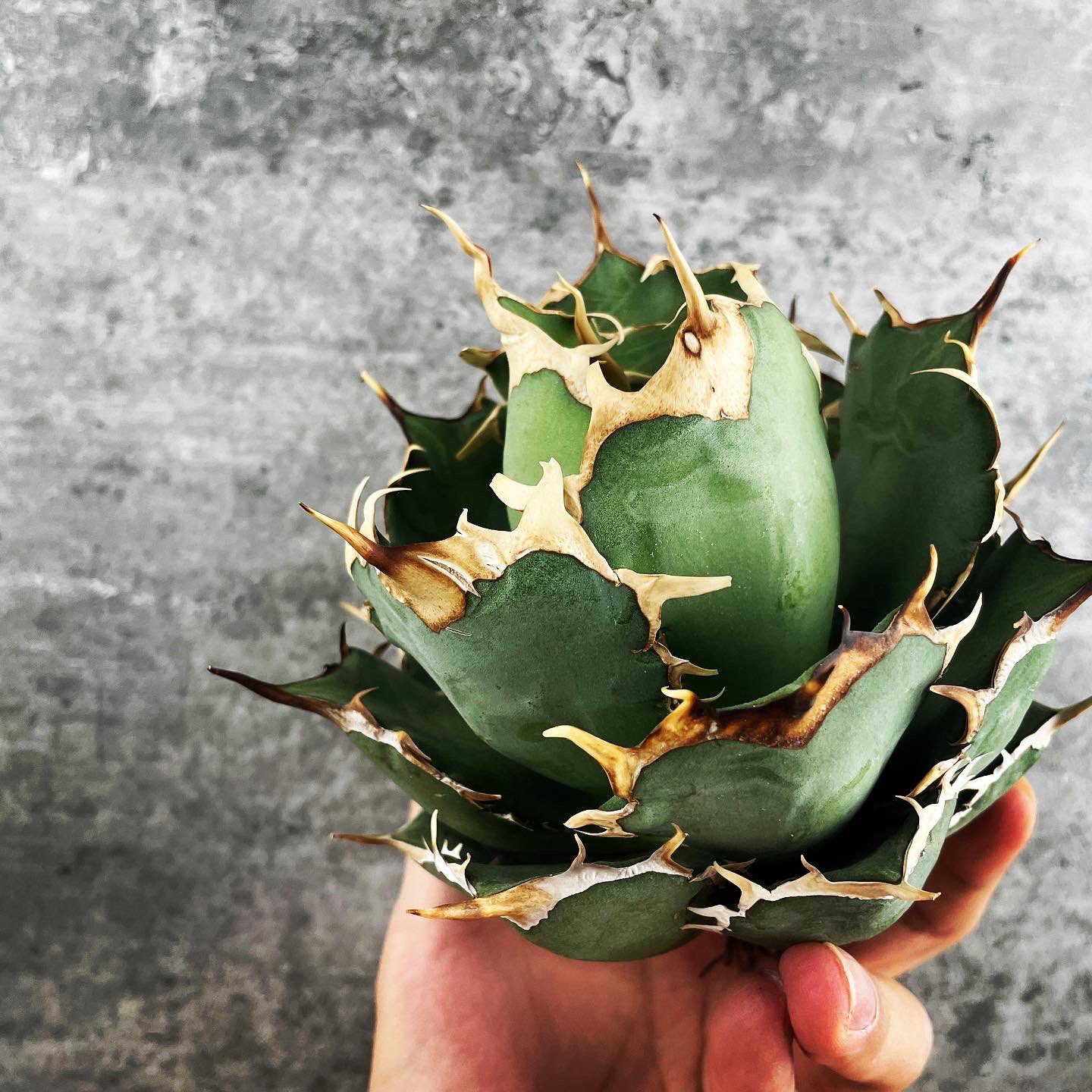 イラン産 ドワーフ株 【公式通販】