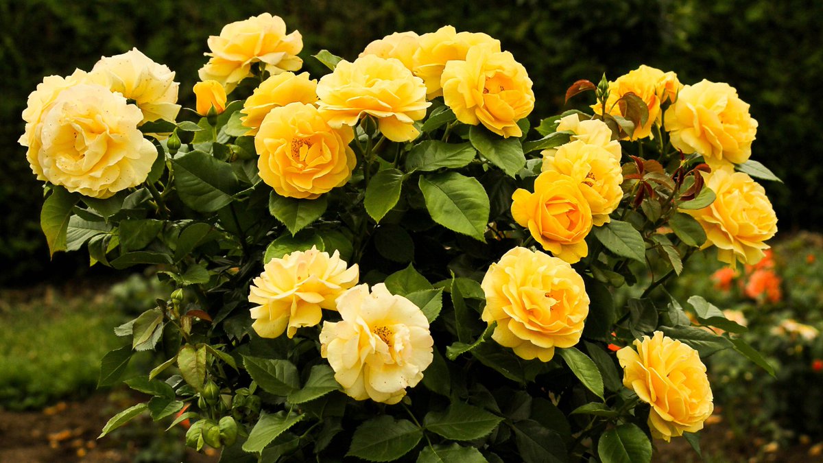#RoseWednesday 
To brighten up this dull, rainy Wednesday, here's a beautiful yellow rose shrub!💛 A true ray of sunshine.☀️ 
#roseflower #plantoftheday #wednesdaymotivation #midweek #loveyourgarden #plantlover